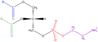 Phosphatidyl-ethanolamine.svg