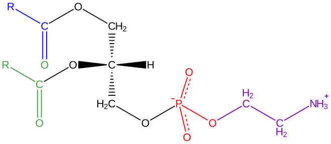 File:Phosphatidyl-ethanolamine.svg