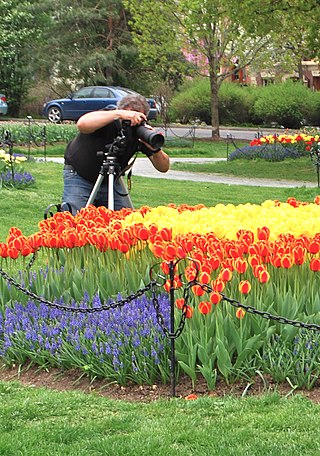 <span class="mw-page-title-main">Tulip Festival (Albany, New York)</span>