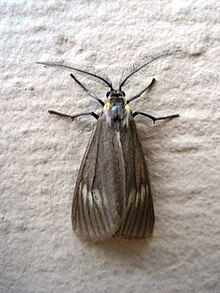 Phryganidia californica Ngengat 2.jpg