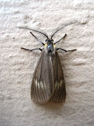 <i>Phryganidia californica</i> Species of moth