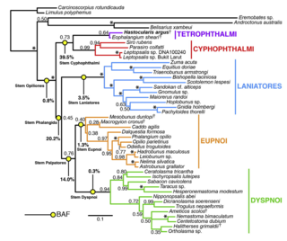 <span class="mw-page-title-main">Harvestman phylogeny</span>