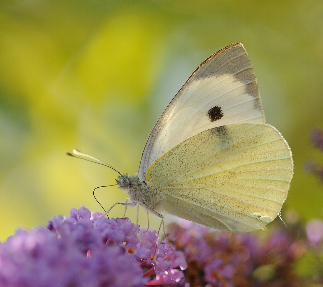 Pieris brassicae