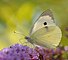 28 Pieris brassicae created, uploaded, and nominated by Thomas Bresson