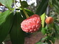 A pink berry. If you know what plant this is, please go label it.