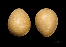 Eggs of Numida meleagris Pintade de Numidie MHNT.jpg