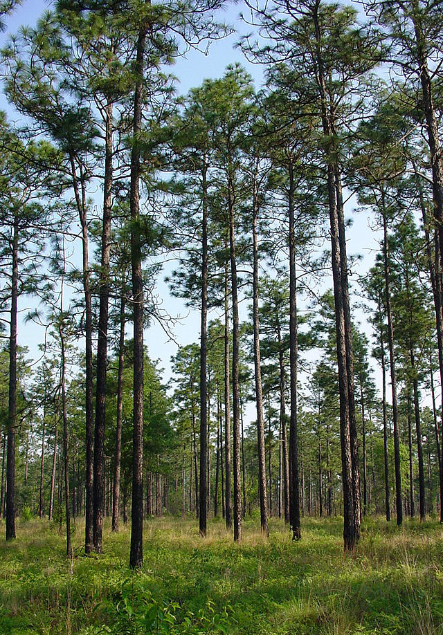 5' Long Needle Pine Tree w/ Cones