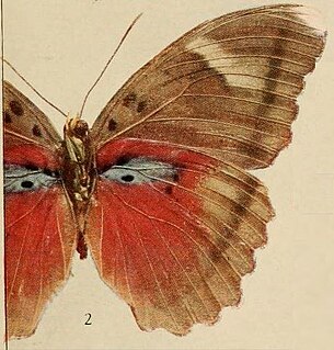 <i>Euphaedra hollandi</i> Species of butterfly