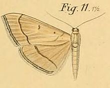 Pl.2-11-Botys sordidalis = Bradina sordidalis (Dewitz ، 1881) .JPG