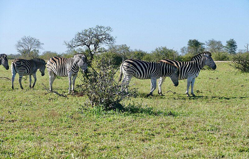 File:Plains Zebras (Equus quagga) (52114806665).jpg