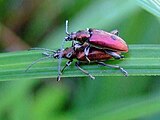 Die Tiere sind sehr variabel gefärbt. Hier ein Rotes Pärchen.