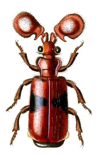 <i>Platyrhopalus</i> Genus of beetles