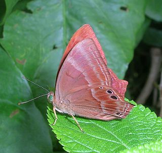 <i>Abisara echerius</i> Species of butterfly