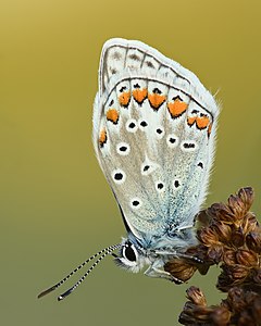 Commons:Featured picture candidates/Set/Polyommatus icarus underside