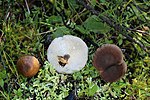 Miniatura per Polyporus meridionalis