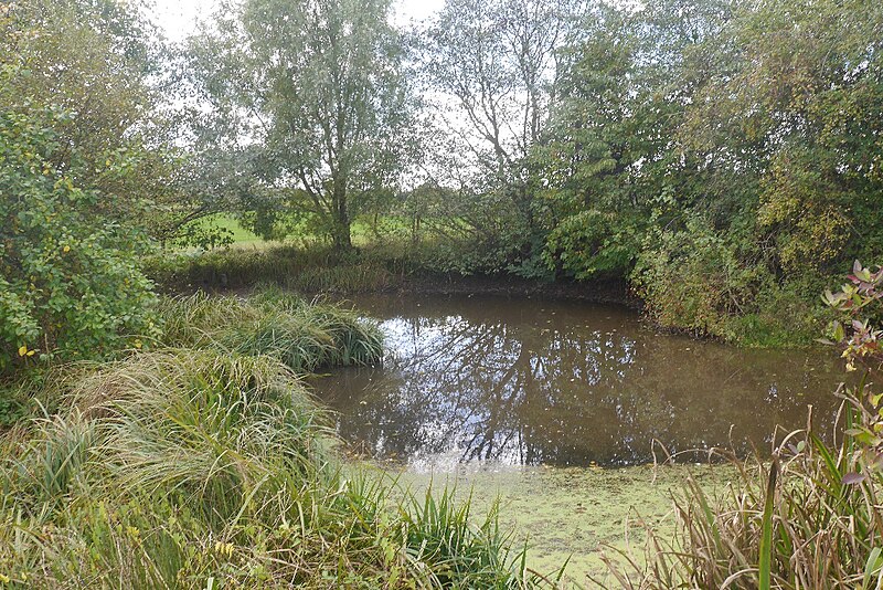 File:Pond, Park Farm - geograph.org.uk - 5786764.jpg