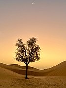 Prosopis cineraria “Ghaf tree” and new moon in the desert of Abu Dhabi.jpg