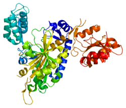 Białko GARS PDB 2pme.png