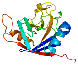 Протеин PPIL3 PDB 1xyh.png