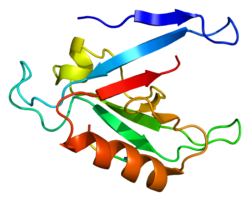 Протеин RIMS1 PDB 1zub.png