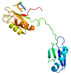 Ақуыз SRSF3 PDB 2I2Y.png