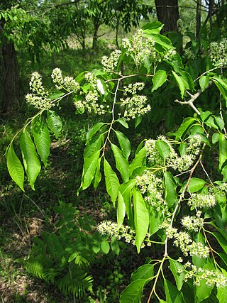 <i>Prunus buergeriana</i> Species of tree