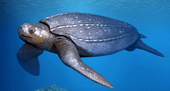 Hypothetical restoration of the Oligocene-Pliocene sea turtle Psephophorus Psephophorus NT small cropped.png