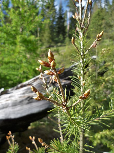 File:Pseudotsuga menziesii pointed buds on small tree.jpg