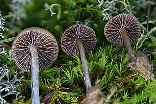 <i>Psilocybe liniformans</i> Species of fungus