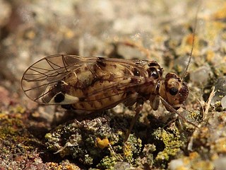 <i>Psocus</i> Genus of booklice