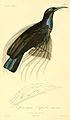 Ptiloris magnificus 1831.jpg