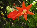 Thumbnail for File:Punica granatum (Jardin des plantes).jpg