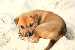 Image 11A little mongrel puppy on the shore, on Halong Bay (from Puppy)