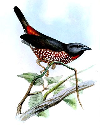 <span class="mw-page-title-main">1860 in birding and ornithology</span>