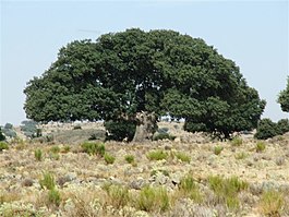 Quercus rotundifolia.jpg