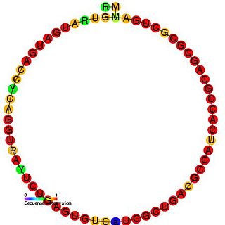 Small nucleolar RNA SNORD48