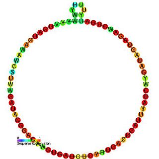 Small nucleolar RNA Me28S-Cm2645