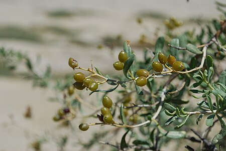 Tập_tin:RO_BZ_Berca_Mud_Volcanoes_nitraria_schoberi_fruit.JPG