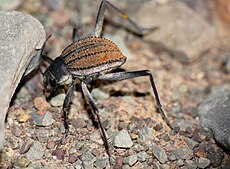 Racing Stripe Darkling Beetle (Stenocara gracilipes) (30268677376).jpg