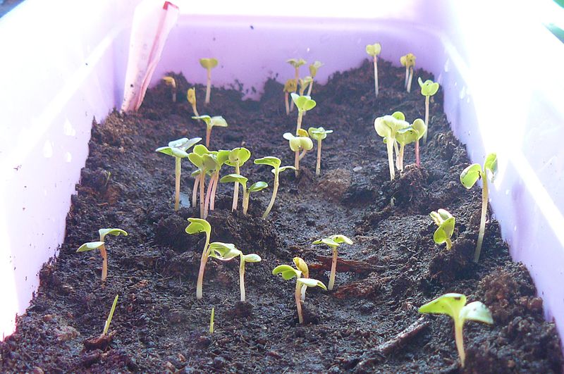 File:Radish sprouts (2 etap).JPG