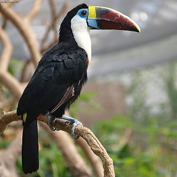 Ramphastos