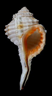 <i>Ranularia caudata</i> Species of gastropod