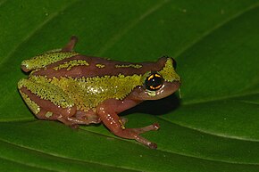 Descrição da imagem Raorchestes flaviocularis - Davidraju IMG 3703 - Copy.jpg.