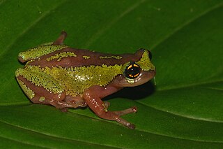 <i>Raorchestes flaviocularis</i> Species of frog