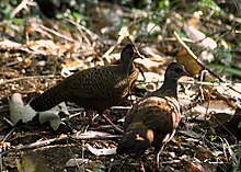 Spurfowl قرمز. JPG