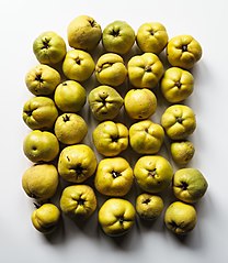 Ripe Constantinople apple quinces from the Vogelsberg