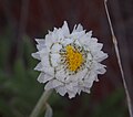 Rhodanthe floribunda