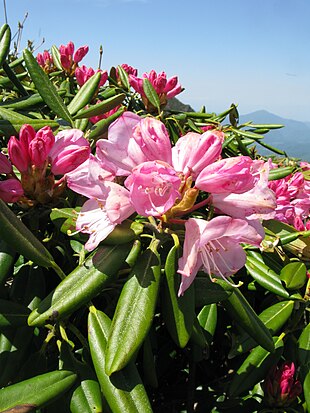 Rhododendron degronianum Foto: Peka