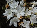 Rhododendron simsii Rododendro o azalea