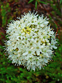 Rhododendron tomentosum 002.JPG